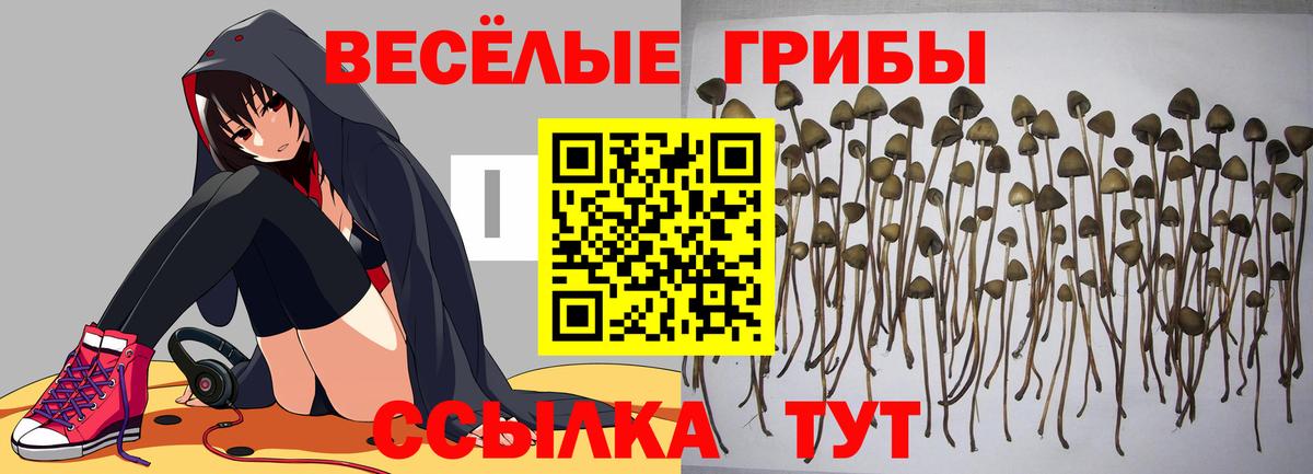 Галлюциногенные грибы мицелий  Галлюциногенные грибы Cubensis  Вход с VPN  закладка  Светлоград 
